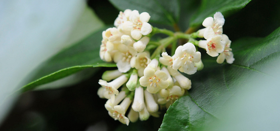 Viburnum in the Shoenberg Temperate House